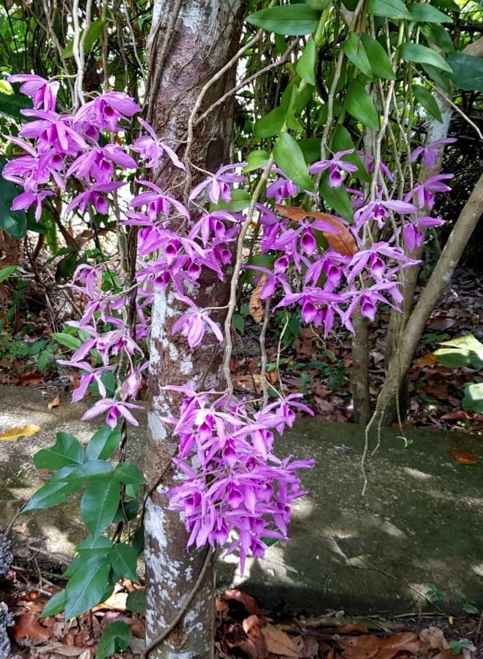Villa Kim'S Garden Anda  Esterno foto